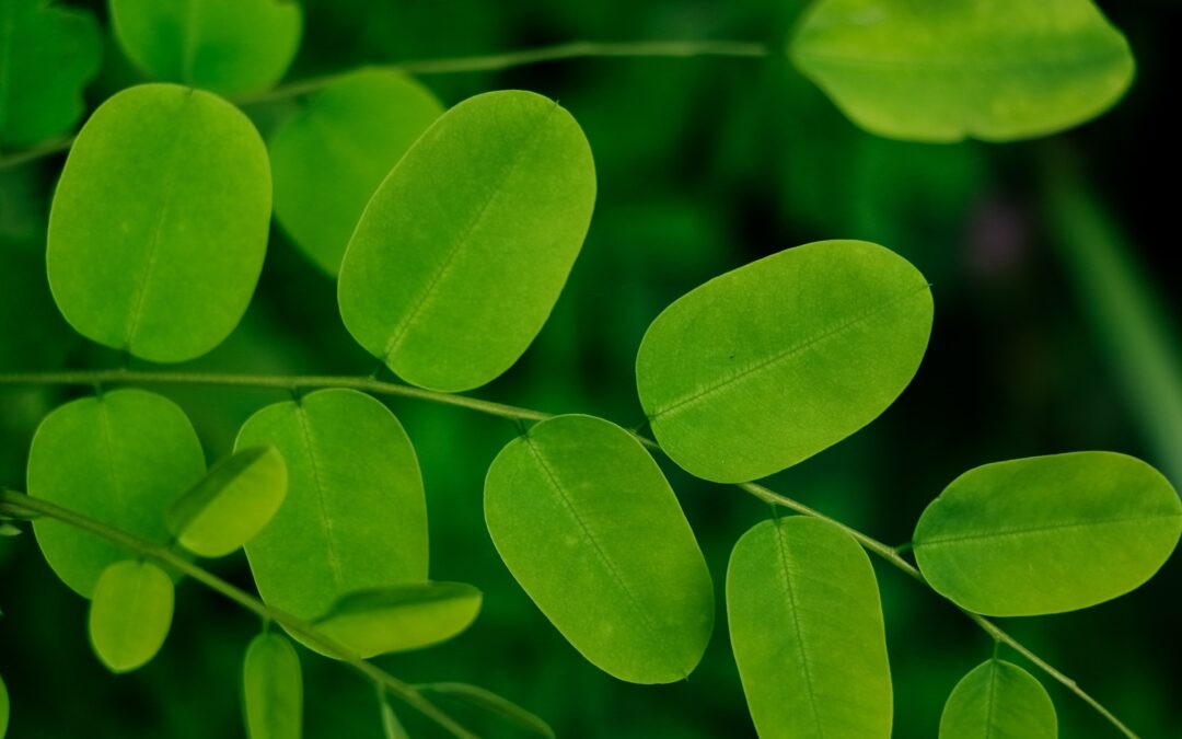 6 Përfitimet shëndetësore të Moringas