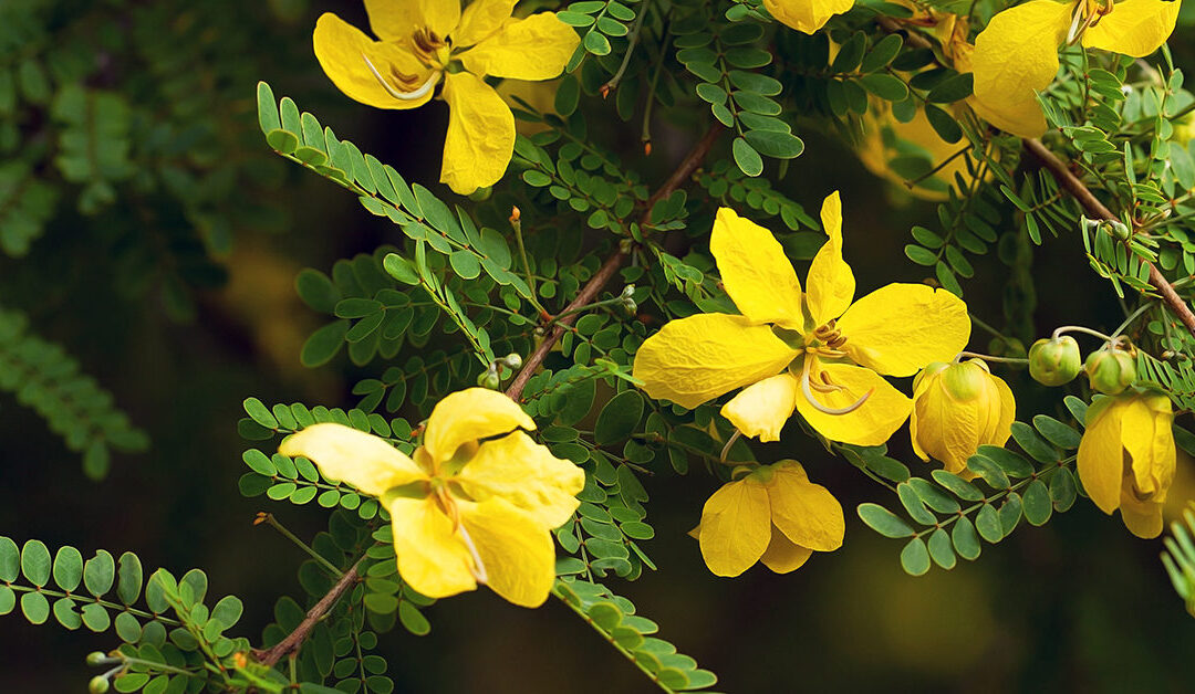 Gjithçka që duhet të dini rreth Çajit të Senës