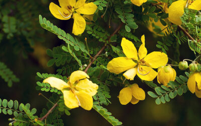 Gjithçka që duhet të dini rreth Çajit të Senës