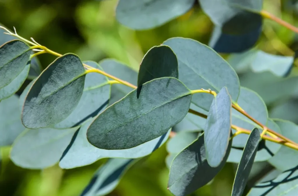 Eukaliptusi dhe dobitë e tij për shëndetin tonë