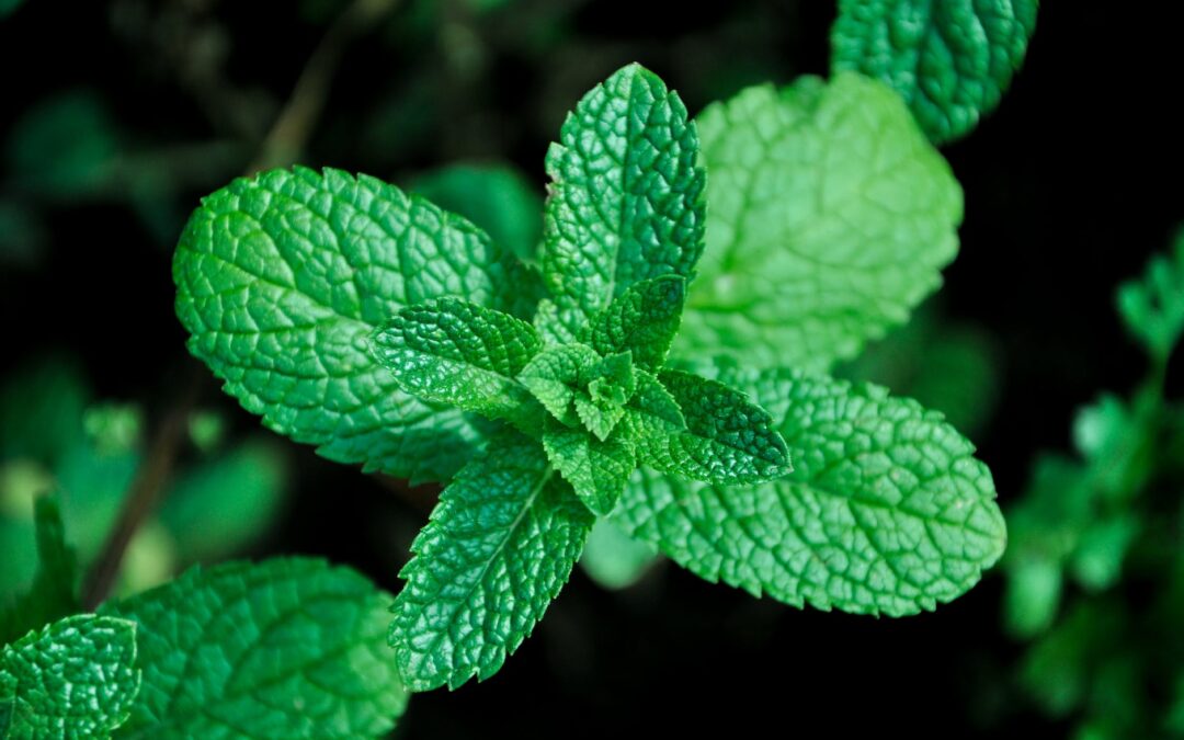 10 Bimë fantastike me fuqi antivirale