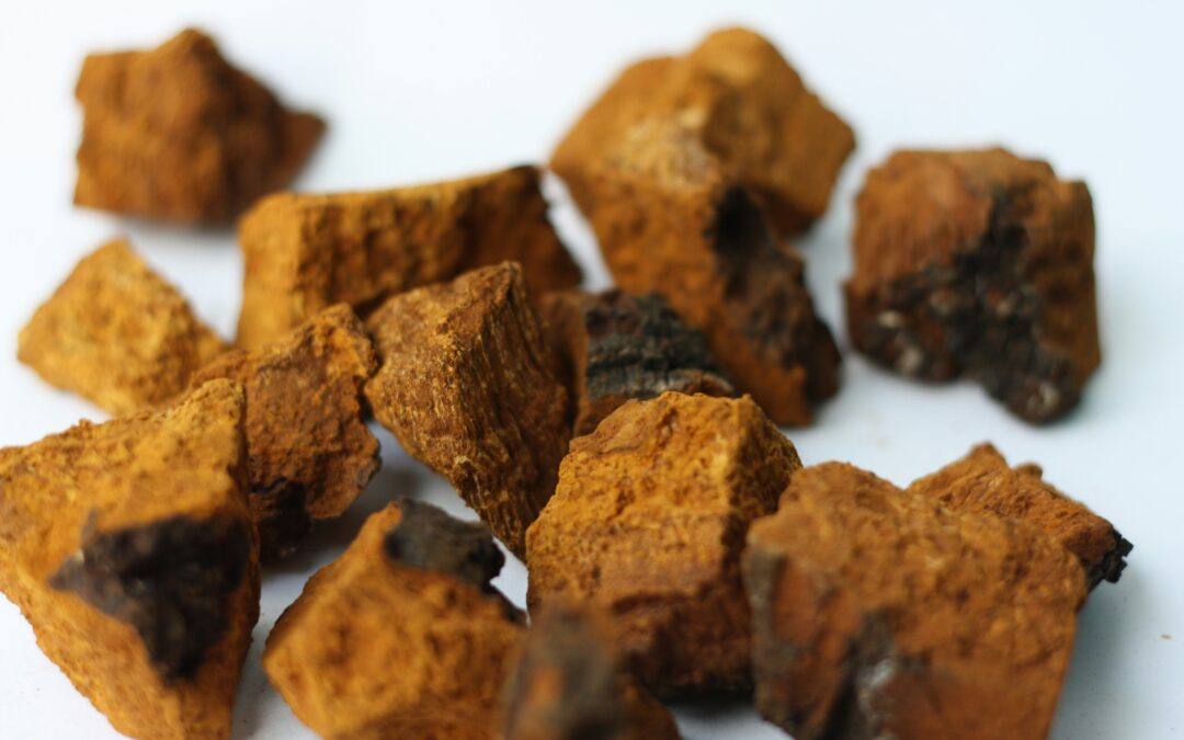 Kërpudhat Chaga: Përdorimi, përfitimet dhe efektet anësore…