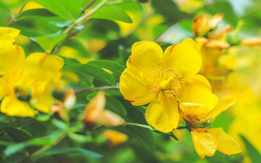 Përfitimet e vajit të kantarionit